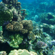 Illustration for article titled Some coral reefs could survive environmental changes for a very unexpected reason
